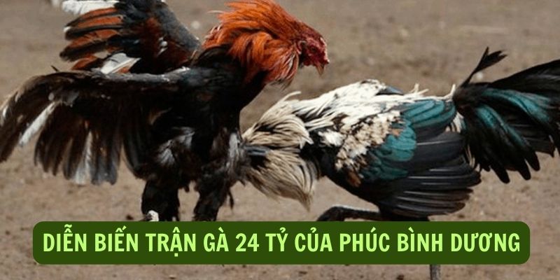 Trận đá gà 24 tỷ được xem là trận chiến có 1-0-2 trong lịch sử Thomo